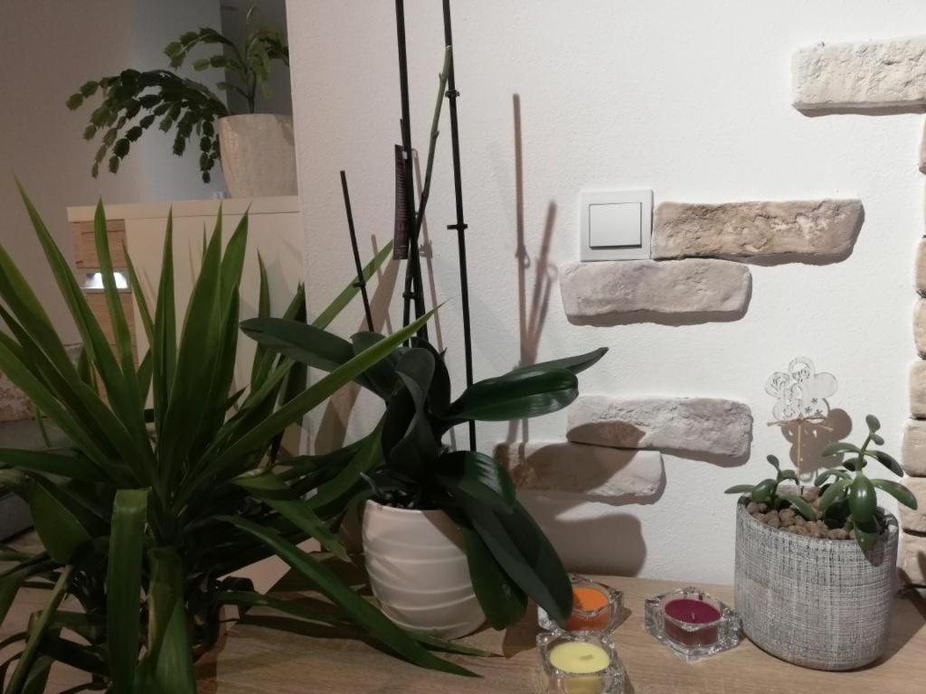 Galeria Stastie Daire Senec Dış mekan fotoğraf